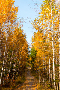 在秋天的森林垂直的桦树之间的道路