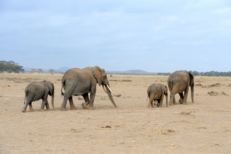 在非洲大草原上的大象