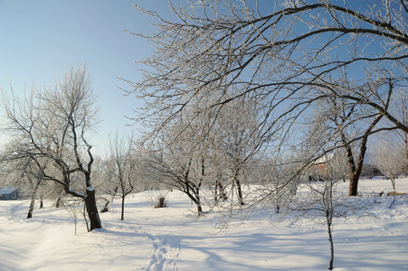 冬季景观与雪和蓝色的天空