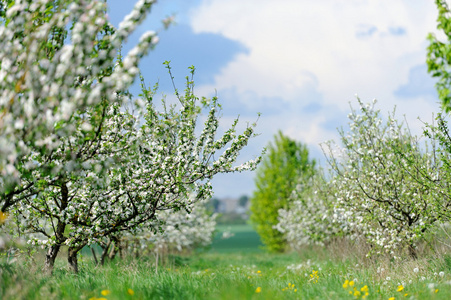 白色开花的苹果树在春天