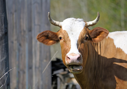篱笆旁棕色公牛