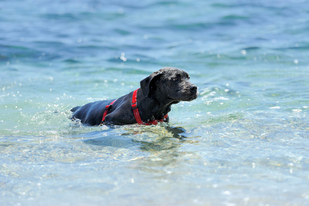 在海里游泳的小黑狗