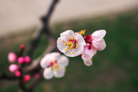 春季背景。带粉红色花朵的树