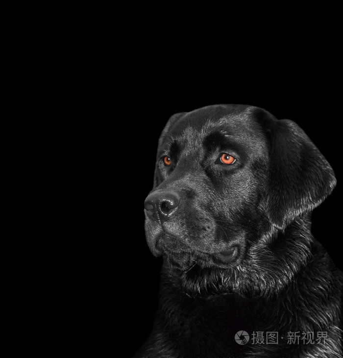 拉布拉多狗在黑色背景上的肖像