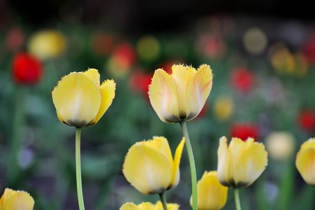 春天多彩的郁金香花园