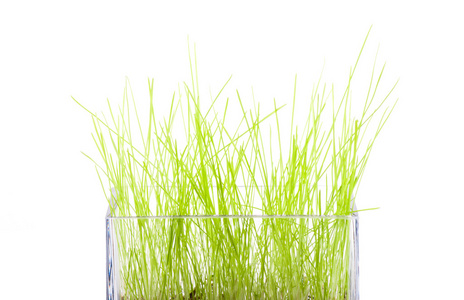 新鲜的绿草，在一个方形的花瓶