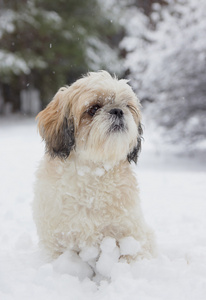 雪林中的小狗