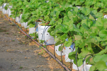 节水滴灌系统正在使用中远的草莓