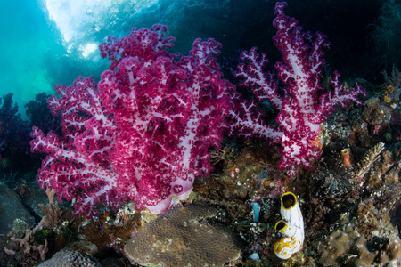 充满活力的软珊瑚，拉贾安帕