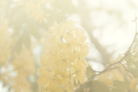 金色淋浴树盛开的花朵