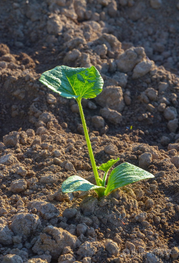 px发票合同问题/土壤植物蔬菜查看作者其他作品查看更多>小苹果生长小