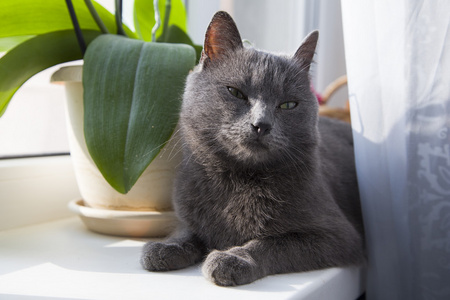 美丽的西伯利亚蓝猫