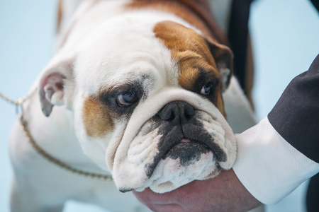 英国斗牛犬狗展前主人的照顾下