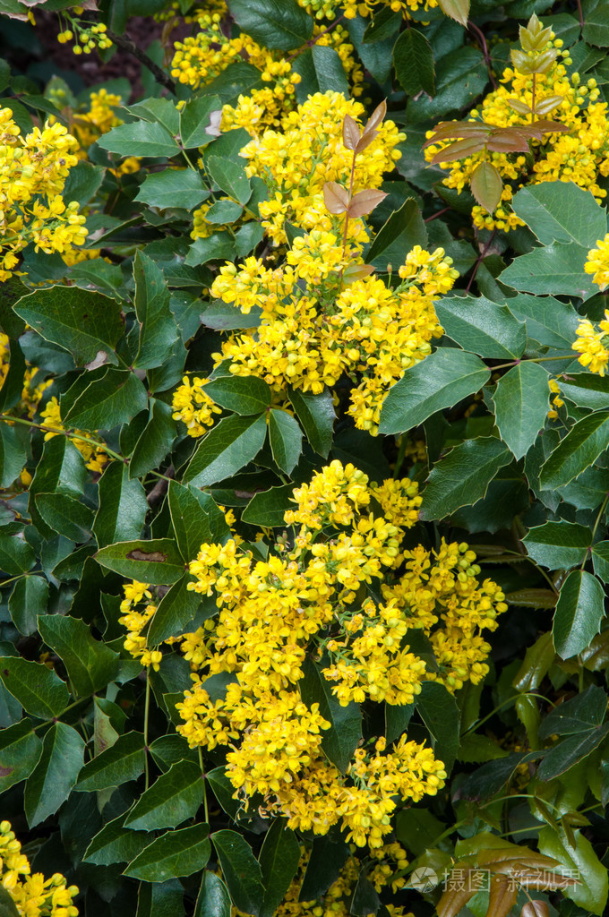 黄色小花阔叶十大功劳