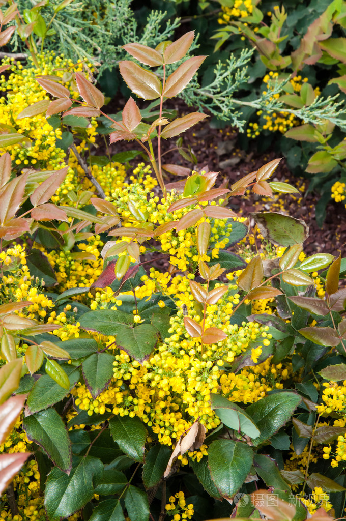 黄色小花阔叶十大功劳