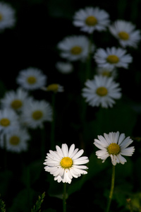 在草地上，雏菊花