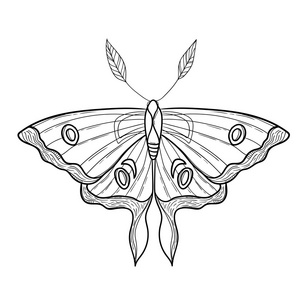 蛾涂鸦图片