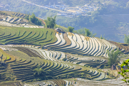 在越南北部的稻田