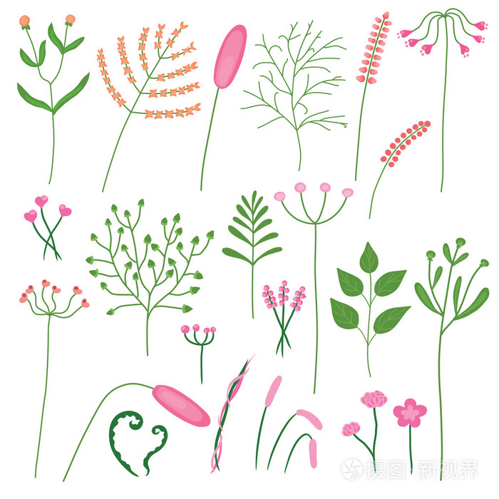 不同的植物和花朵的绘图集