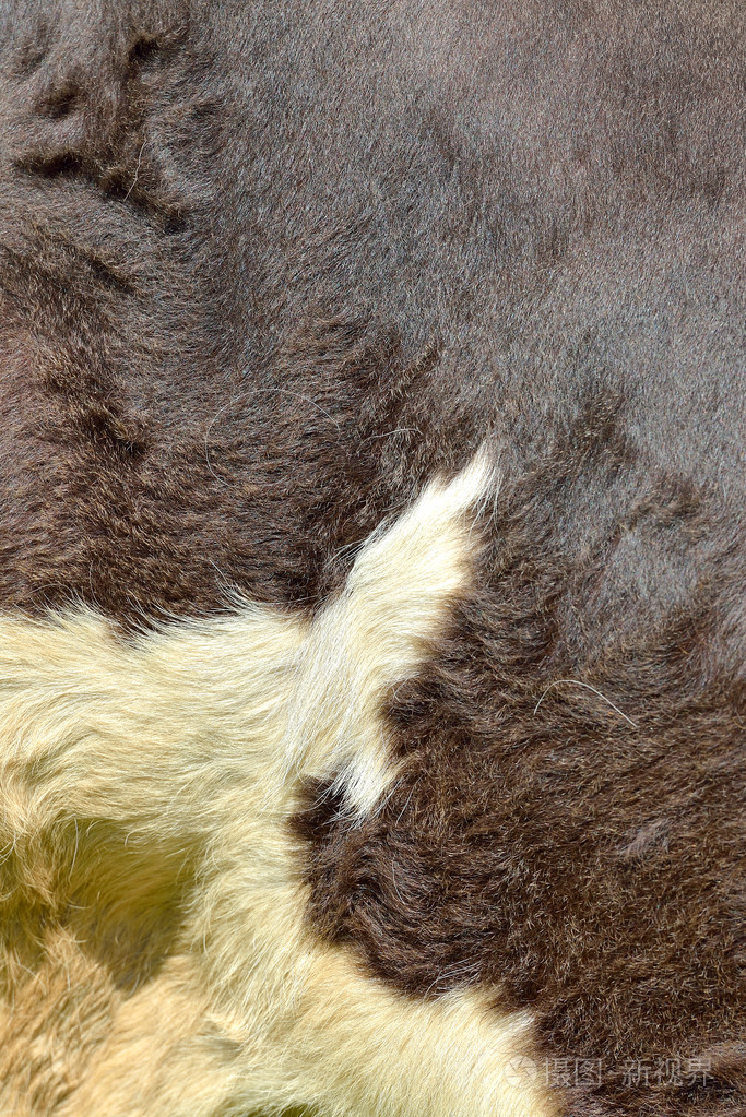 牛毛皮的背景或纹理深棕色皮肤的碎片机智