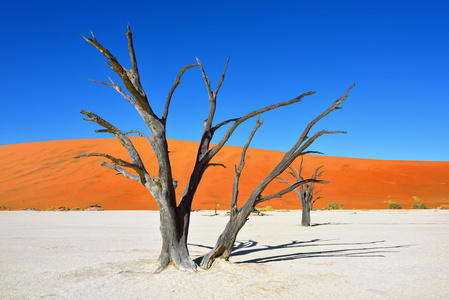 Deadvlei，苏斯。纳米比亚