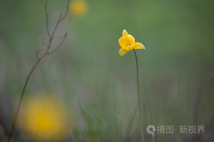 比伯施泰因 图利百合家族照片 正版商用图片1nozco 摄图新视界 比伯施泰因 图利百合家族照片 正版商用图片1nozco 摄图新视界