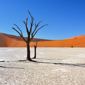 Deadvlei，苏斯。纳米比亚