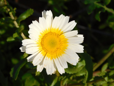 室外花园里的花