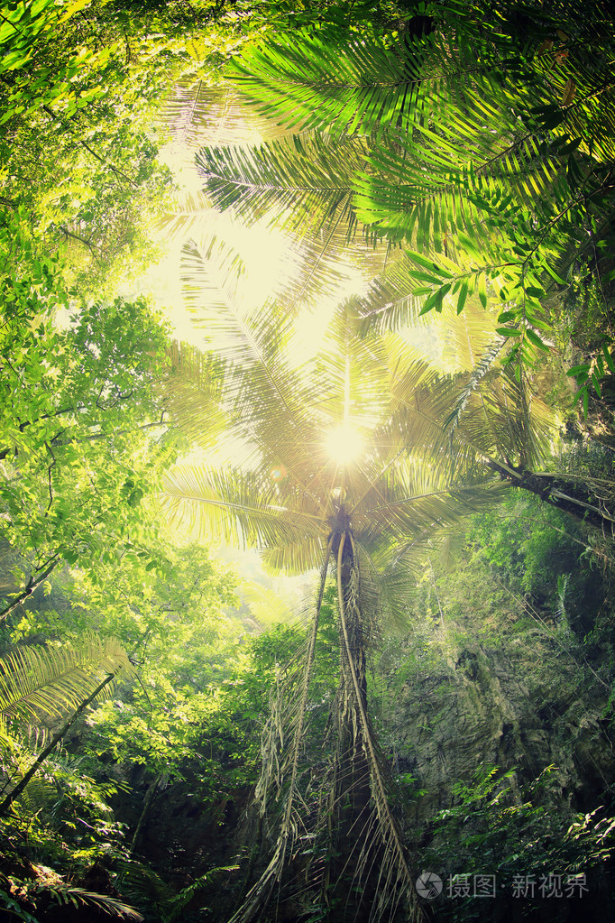 在热带森林中的树木