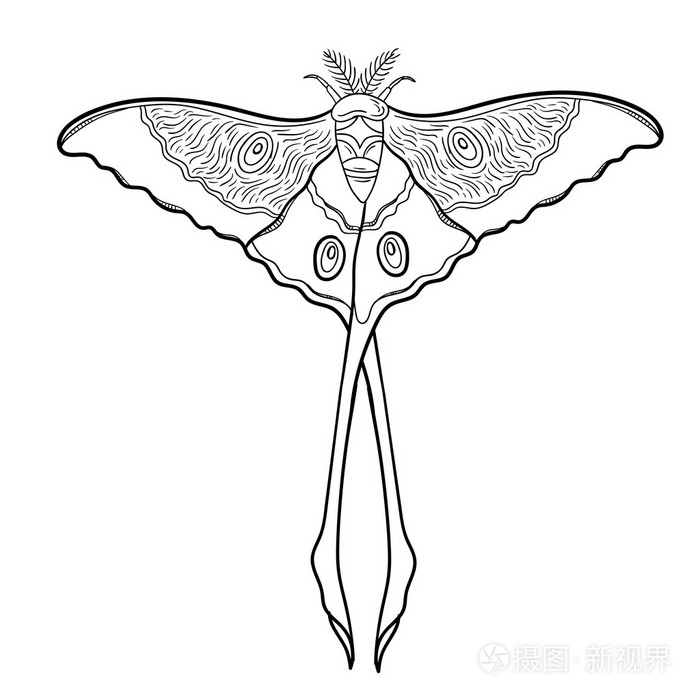 轮廓矢量蛾,黑色和白色插画-正版商用图片1np11h-摄图新视界