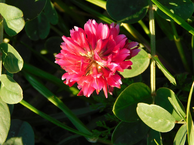 室外花园里的花