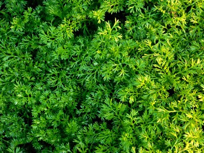 室外植物在花园里