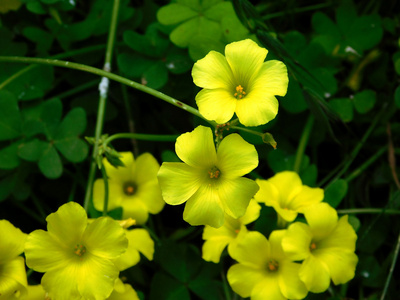 室外花园里的花