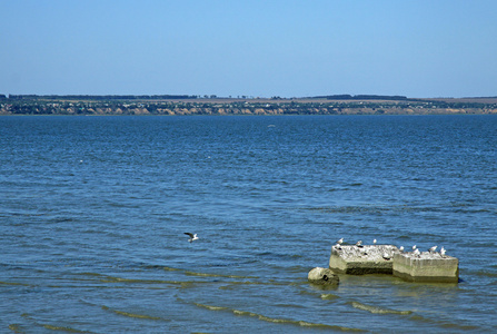 坐在塔甘罗格湾的亚速海，俄罗斯的混凝土块上的海鸥