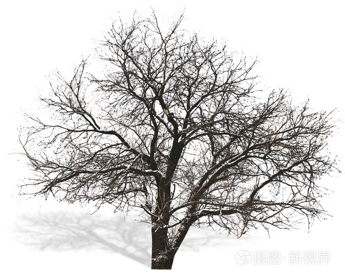 没有孤立的叶子的树