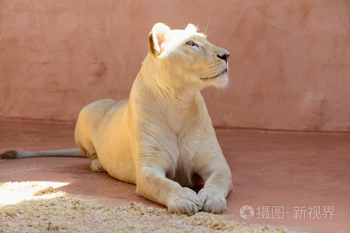 白狮子动物
