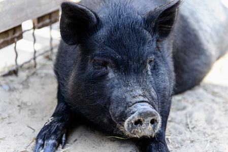 黑猪头图片