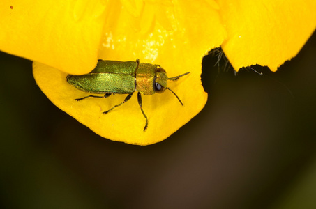 宝石甲虫 Anthaxia nitidula