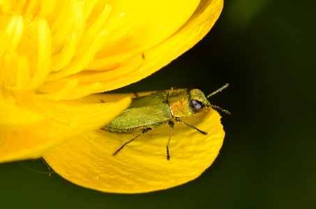 宝石甲虫 Anthaxia nitidula