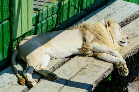 白狮子休息