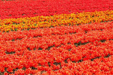 Tulip omrde nra lisse, Nederlnderna