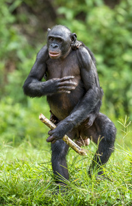 倭黑猩猩平底锅妈妈和幼崽