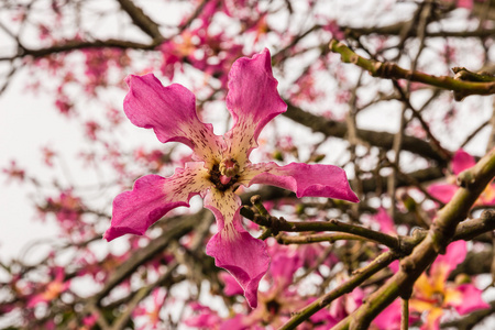 粉红色的丝绸牙线树花在绽放