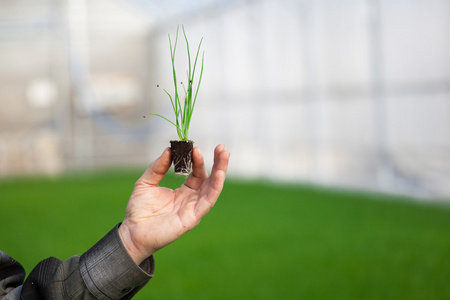 人类的手缓缴年轻植物与土壤模糊自然背景。生态世界环境日 Csr 苗走绿色环保