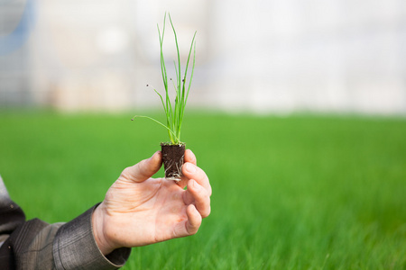 人类的手缓缴年轻植物与土壤模糊自然背景。生态世界环境日 Csr 苗走绿色环保