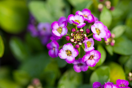 关闭漂亮的粉红色, 白色和紫色的 Alyssum 花, 十字花科年开花植物