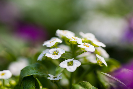 关闭漂亮的粉红色, 白色和紫色的 Alyssum 花, 十字花科年开花植物