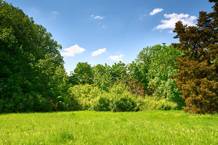 天空空地森林林间空地和多云的天空, 美丽的春天景观在明亮的日子照片