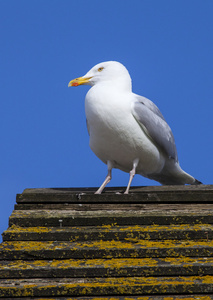 Seagul 在英国海岸