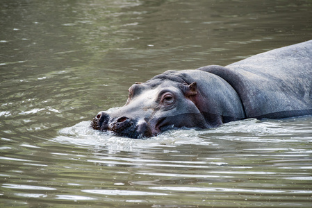 hyppopotamus 河马关闭了肖像